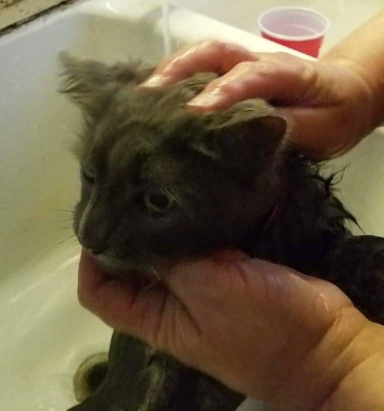 gray cat being groomed