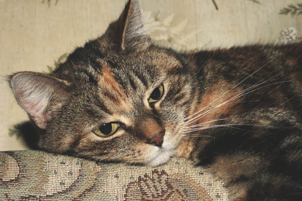 Torbie Cat|Help Friend Grieve Pet Death