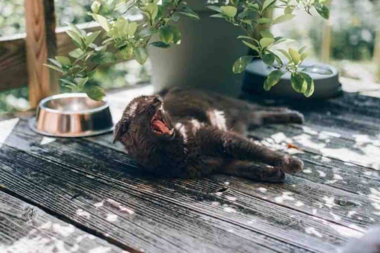 gray cat yawning on a porch