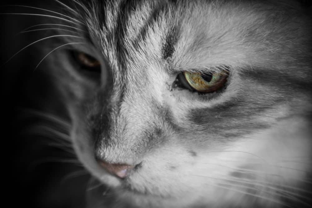 Cat Face Close Up