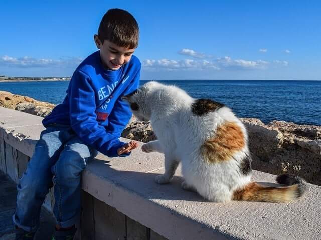 Can Kids and Cats Live Together Safely?