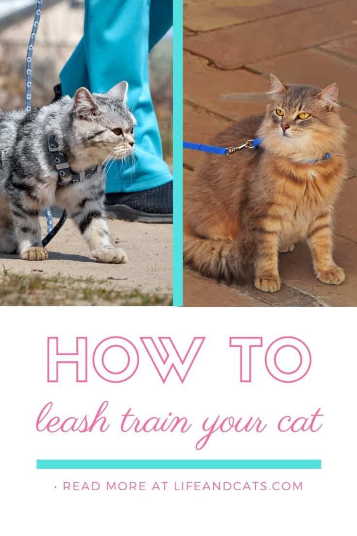 Go Walking: Leash Training a Cat - Life & Cats