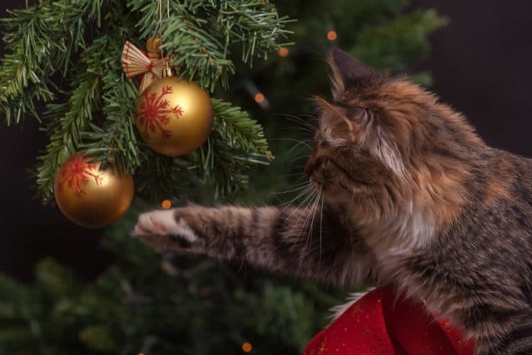 Brown Tabby Cat Reaching for an ornament on a christmas tree