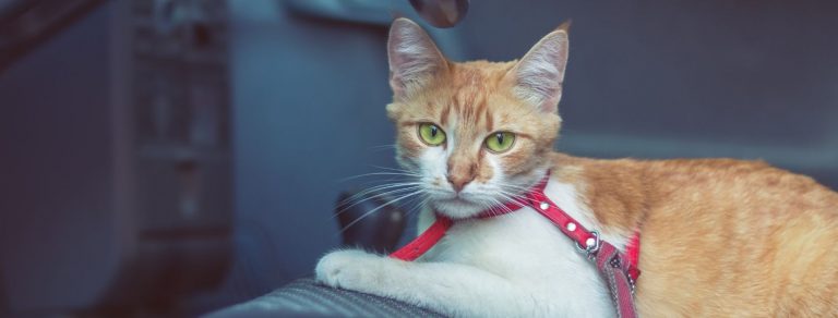 a red and white cat traveling in a car
