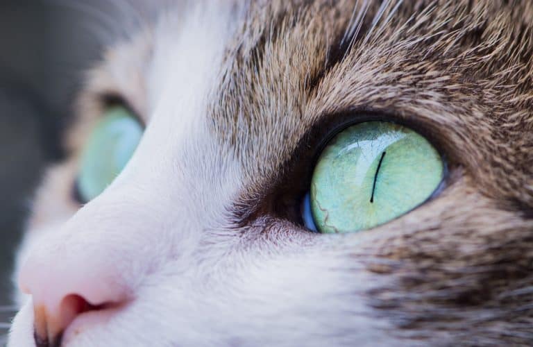 cat face with green eyes show no cat eye issues