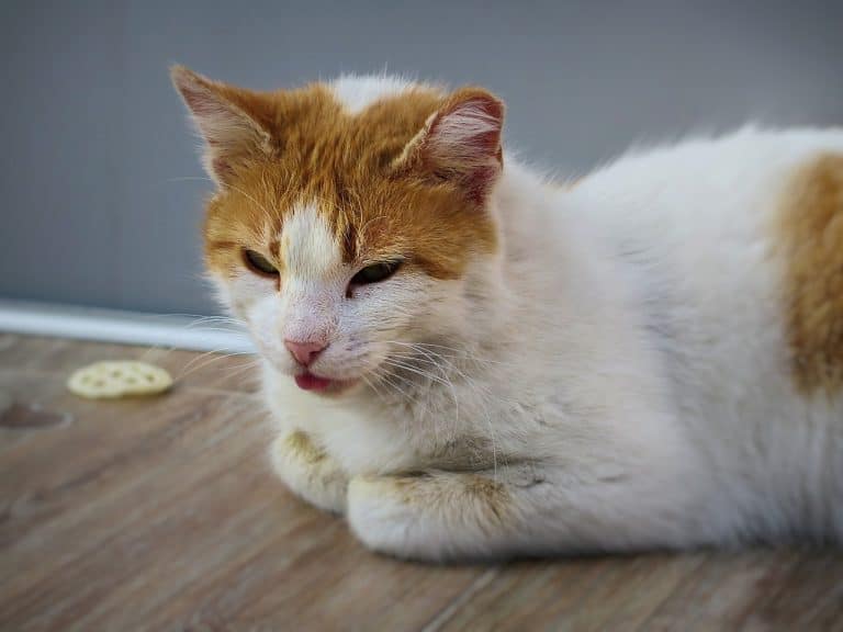red and white cat