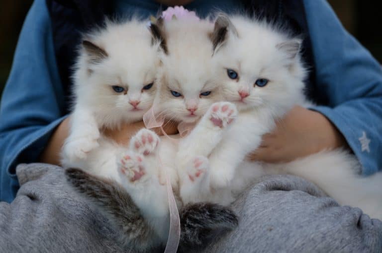 3 ragdoll kittens in a person's lap