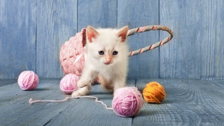 Kitten with DIY yarn balls help you spoil your cat on a budget