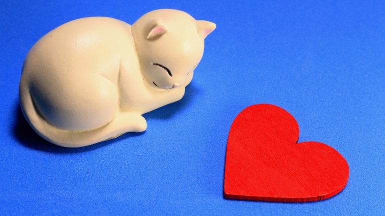 cat and heart on blue background