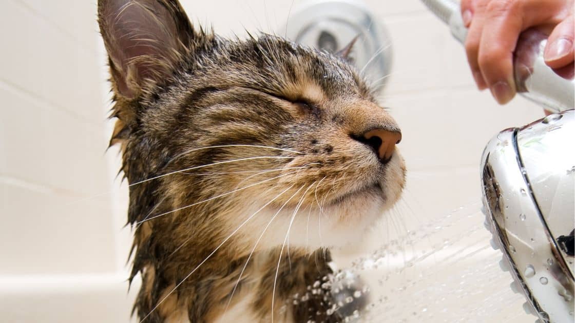 bathing a cat