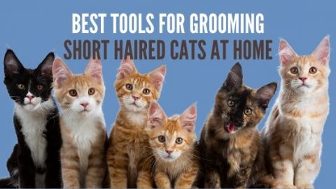 Best Tools for Grooming Short Haired Cats at Home - Life & Cats - Tools For Grooming Short Hair Cats
