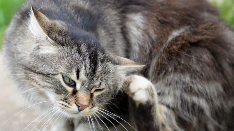 long haired brown cat scratching