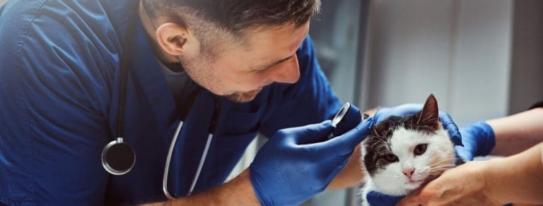 male vet in blue scrubs examining black and white