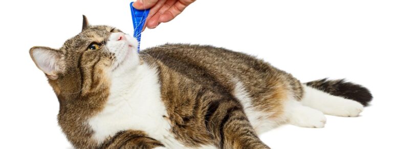 cat getting flea treated. make sure not to use dog products. Permethrin poisoning can be fatal to cats
