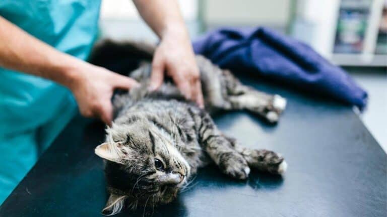 cat in pain getting checked out at the vet