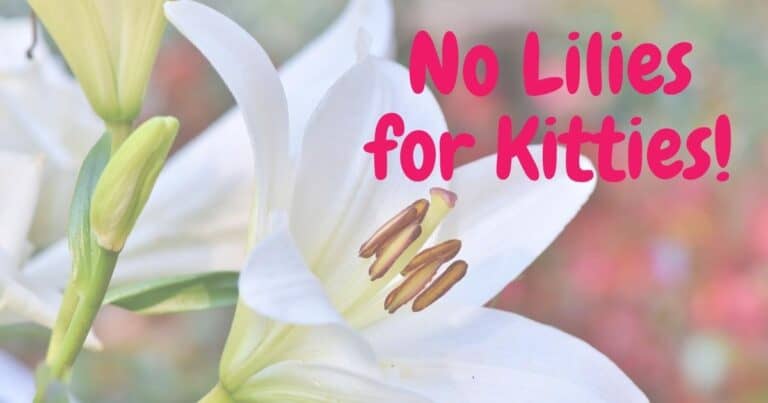 Easter lilies with text overlay. Easter lilies cause lily poisoning in cats.