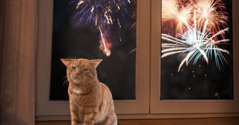 scared cat and fireworks