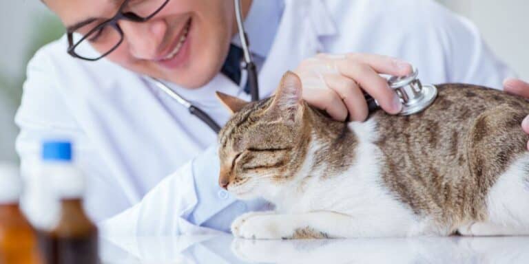 brown spotted tabby and white cat being looked at by a brown haired man with glasses in vet office
