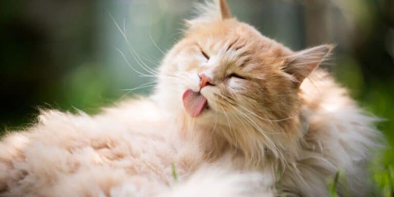 red and cream long haired cat grooming her fur