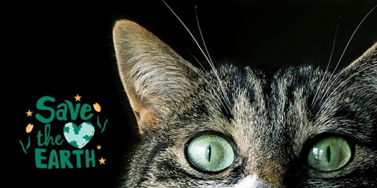 tabby cat face on a black background with save the earth graphic