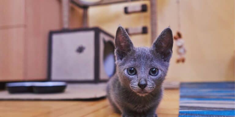 blue gray kitten sitting in front of his cat furniture in his cat-friendly apartment