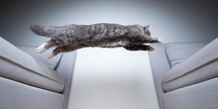black and white photo of a tabby cat jumping from a sofa to another piece of furniture