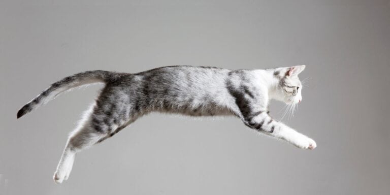 black and white photo of spotted cat jumping over an obstacle in the air