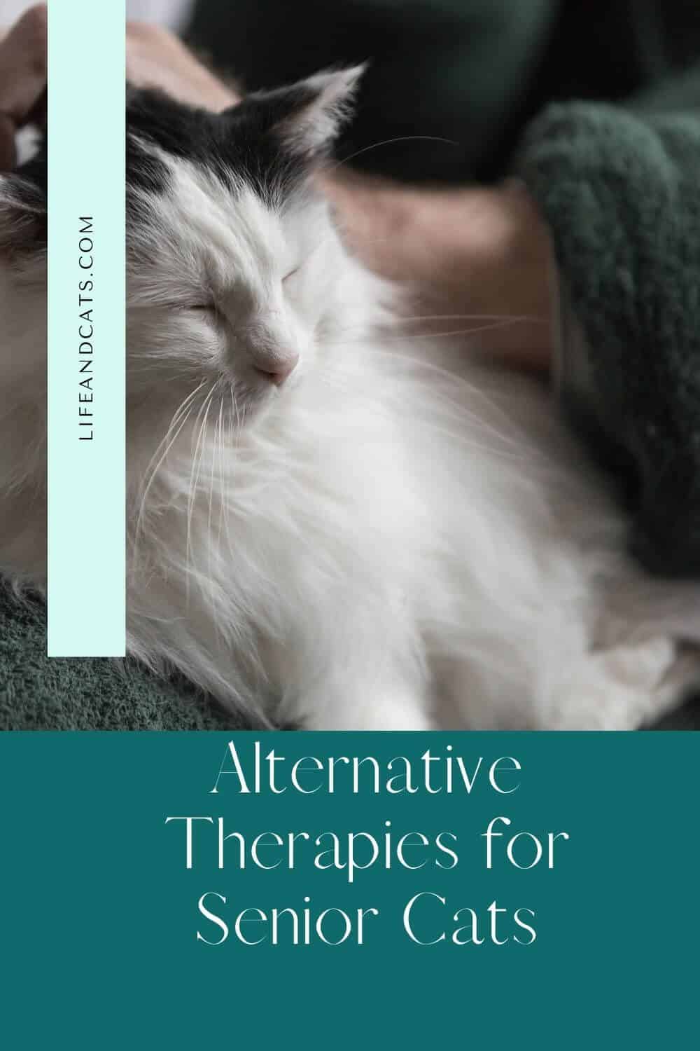 Alternative Cat Health Care Options preview