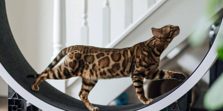 Bengal cat running on a cat wheel showing one way to improve cat fitness
