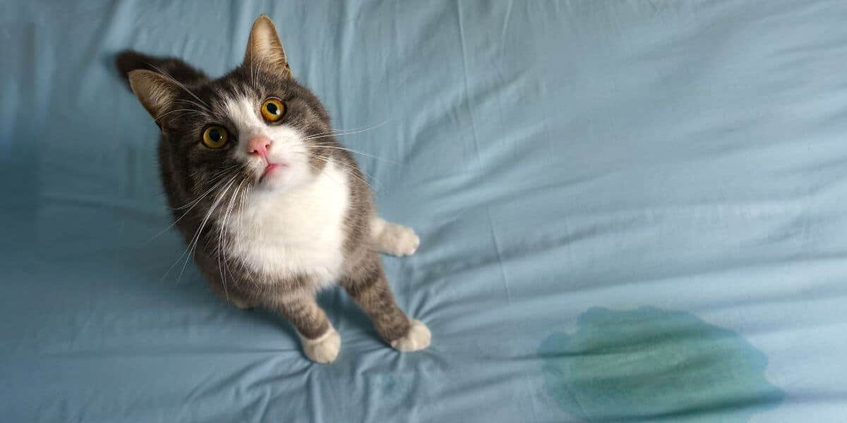 Managing Incontinence In Senior Cats To Improve Quality Of Life