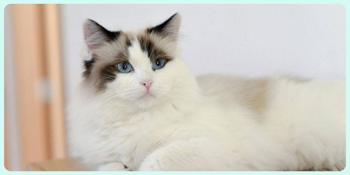 Is That A Ragdoll? Easy Ways To Tell The Differences Between Ragdolls ...