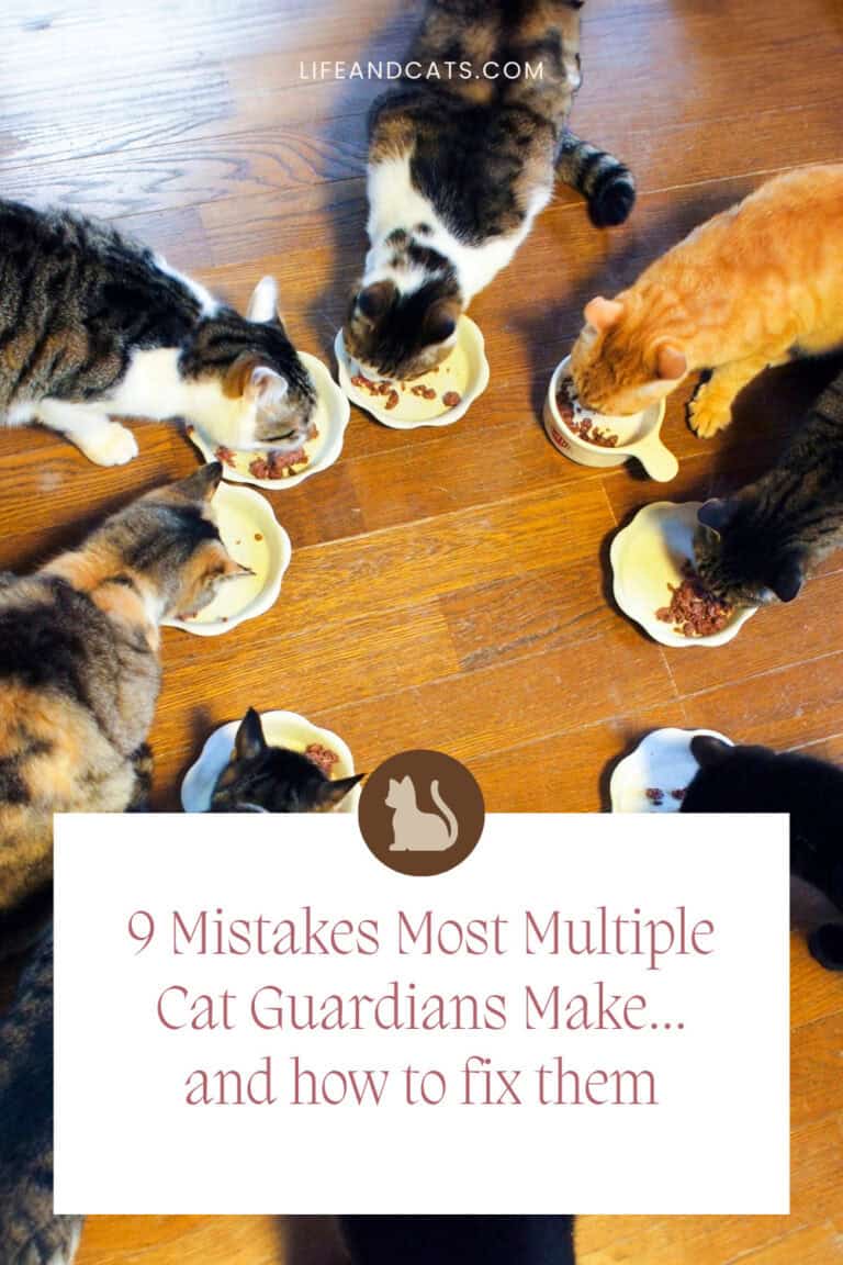 pinterest graphic featuring a picture of multiple cats eating in a citcle and the text 9 mistakes most mutliple cat guardians make and how to fix them