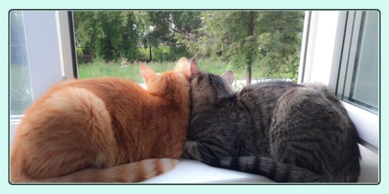 pair of tabby cats looking out a window enjoying the fresh spring air